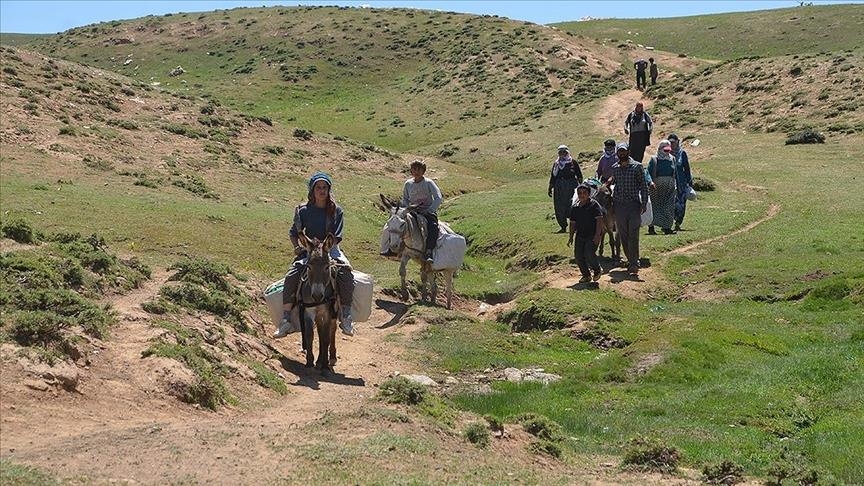 Bêrîvanên li Mûşê ji bo şîr dotinê bi kîlometreyan rê dimeşin