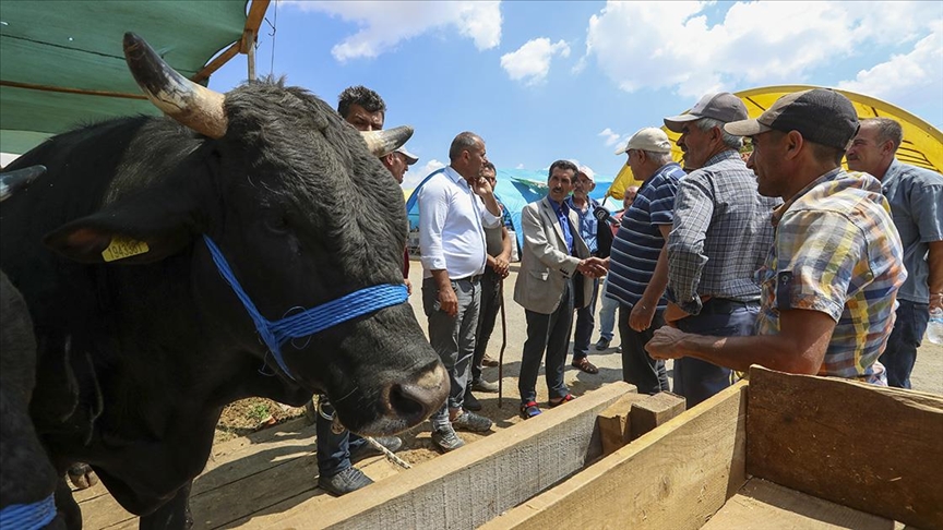 Başkentteki hayvan pazarlarında kurbanlıklar alıcılarını bekliyor