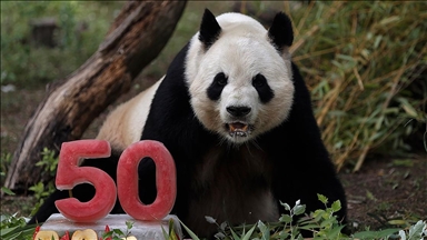 Madrid Hayvanat Bahçesi'nin 50. yılı 'baba panda'ya pasta ikram edilerek kutlandı