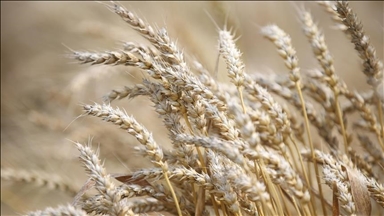 Sekjen NATO akui peran penting Turki dalam pembukaan koridor gandum Ukraina