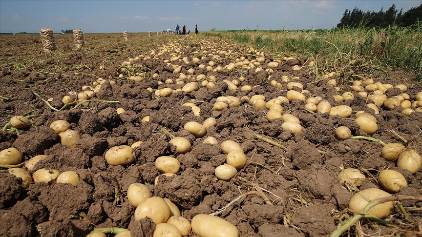 Hatay'da hasadına başlanan patateste 100 bin tonun üzerinde rekolte bekleniyor