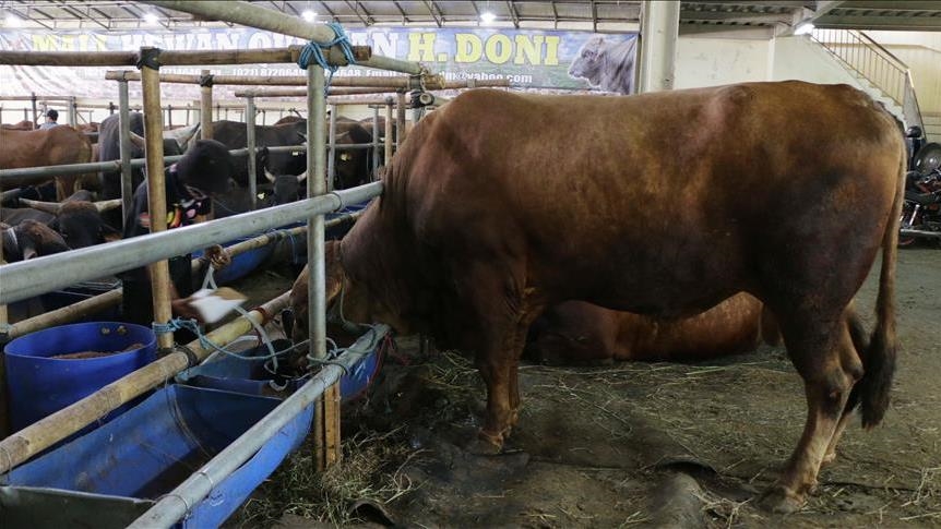 Indonesia siapkan aturan hewan kurban di tengah wabah PMK