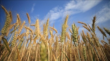 US welcomes Türkiye's involvement in grain exports from Ukraine 