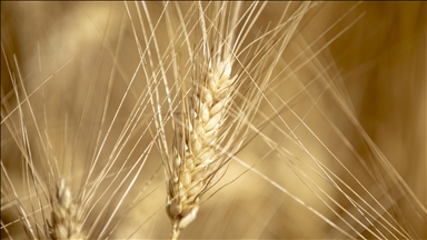 Jemen ostaje bez zaliha pšenice