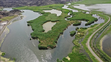 Su kuşları yazın sulak alanların kurumasıyla Ağrı Dağı Milli Parkı'na sığınıyor
