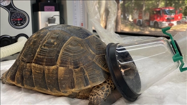 Turtle poisoned by carbon monoxide in Turkish wildfire brought to life using oxygen therapy