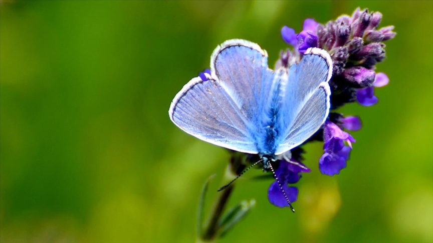 Sarıkamış'ta fotoğrafçılar rengarenk çiçekler ve kelebekleri görüntüledi  