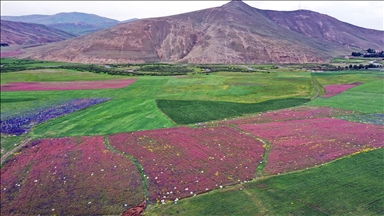 Ağrı'da tarlalar ve dağlar rengarenk çiçeklerle kaplandı