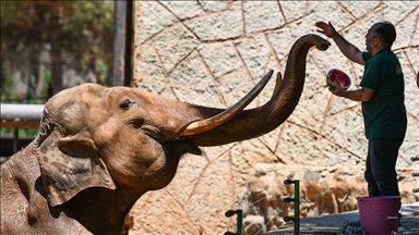 Gaziantep Hayvanat Bahçesi sakinleri buzlu kokteyllerle serinliyor