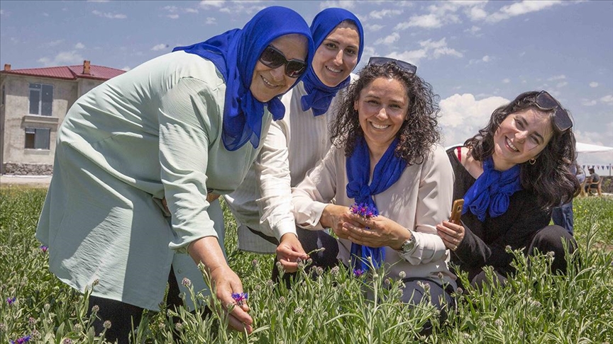 Karslı kadın çiftçiler, mavi kantaronla yıllık 7 milyon liralık gelir imkanına kavuşuyor