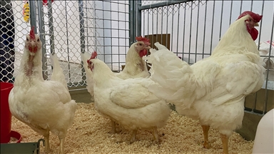 Yerli etlik damızlık tavuk "Anadolu-T" beyaz et sektörüne kazandırıldı