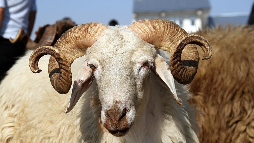 ترکیه امسال در 80 کشور جهان گوشت قربانی توزیع می‌کند