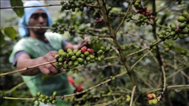 Climate change threatens coffee growers in Tanzania
