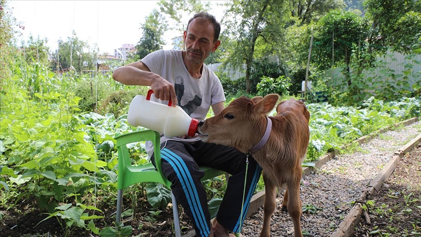 'Karamel' adını verdiği buzağıya evinde bebek gibi bakıyor