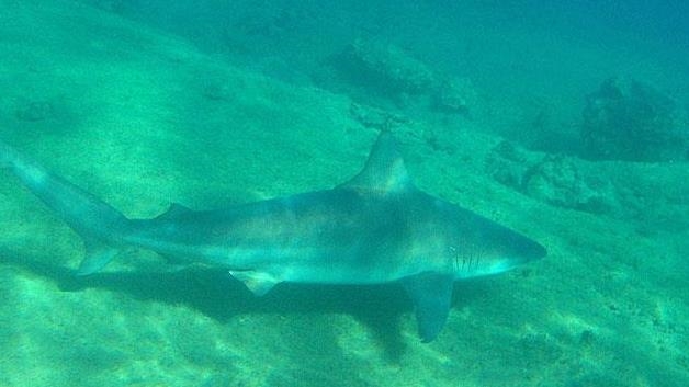 Fatal Shark Attack Claims Russian Man's Life in Egypt's Red Sea, Hurghada, Tourist