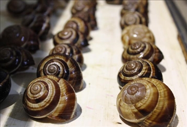 Florida county under quarantine due to giant African land snails