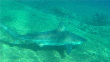 Egypt probes fatal shark attacks off Red Sea coast