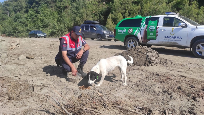 Jandarma, sel bölgesindeki sahipsiz hayvanlara da sahip çıkıyor