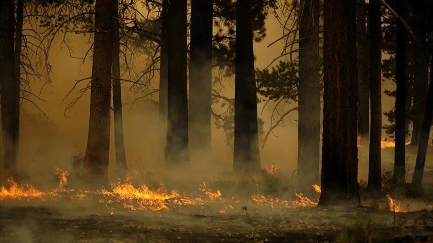 İklim değişikliği ve insan müdahalesi orman yangınlarını körüklüyor