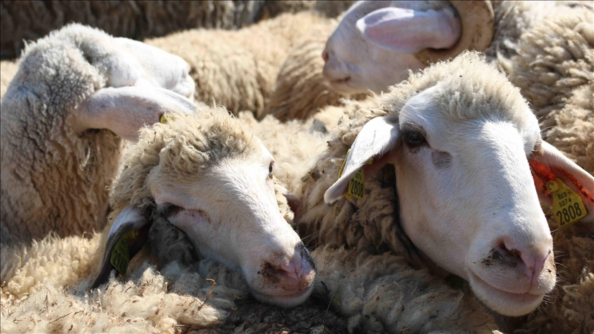 Rajoni përgatitet për festën e Kurban Bajramit