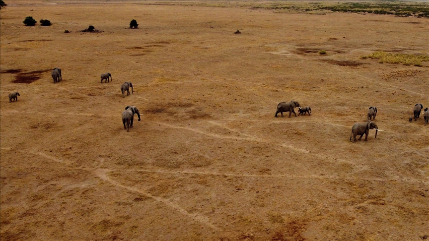 Elephant violence against wildlife officers worries Zambian authorities Elephant violence against wildlife officers worries Zambian authorities