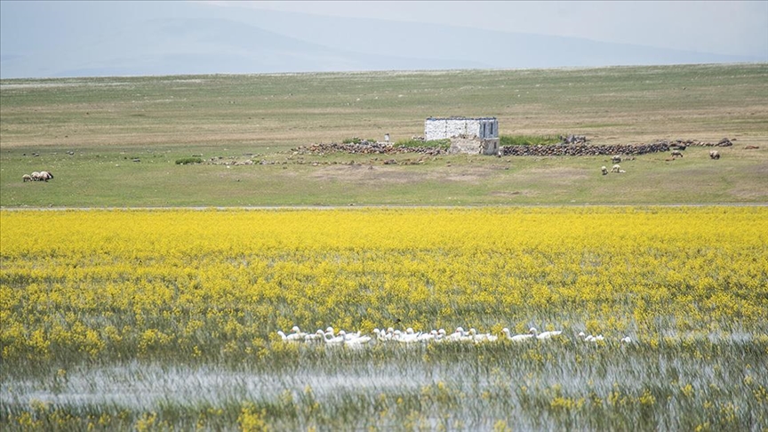 Kars'ta yıllar sonra suyla dolan Mışko Gölü sarı çiçeklere büründü