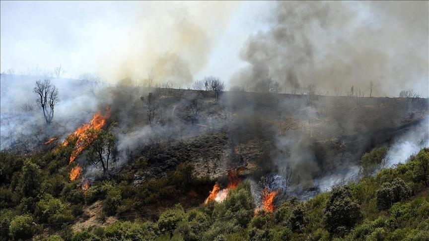 France : la vague de chaleur provoque d'importants incendies de forêts dans le Sud