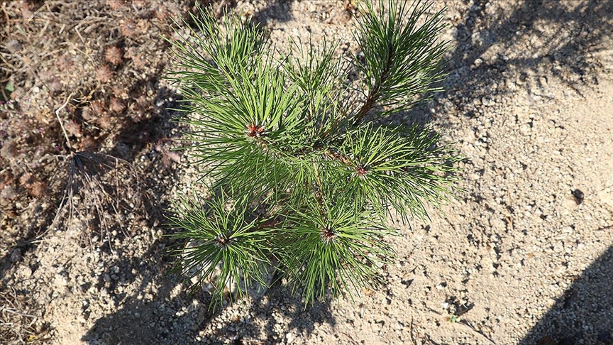 Milli Eğitim Bakanlığı öğretmenler için hatıra ormanı oluşturacak