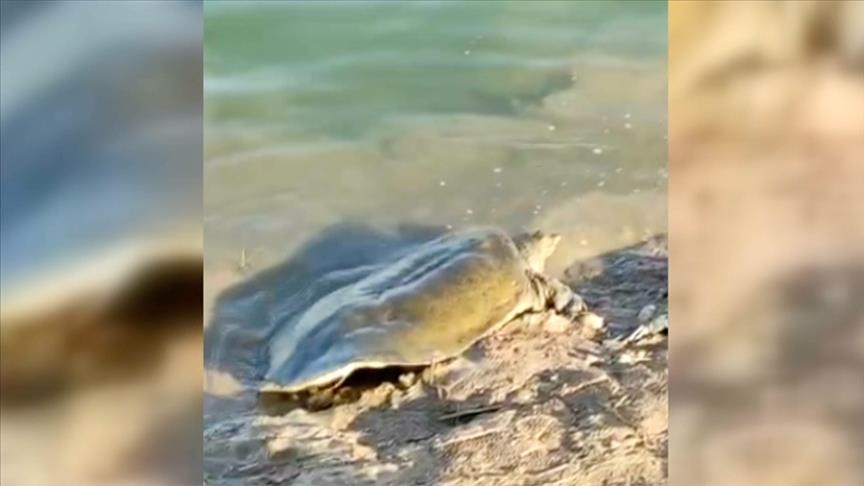 Endangered turtle spotted in southeastern Türkiye