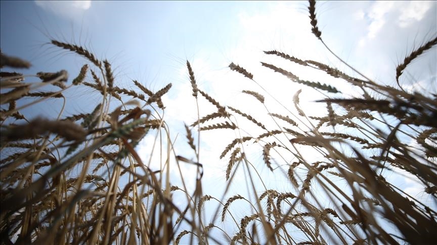 Турецкие производители готовы перерабатывать зерно из портов РФ и Украины