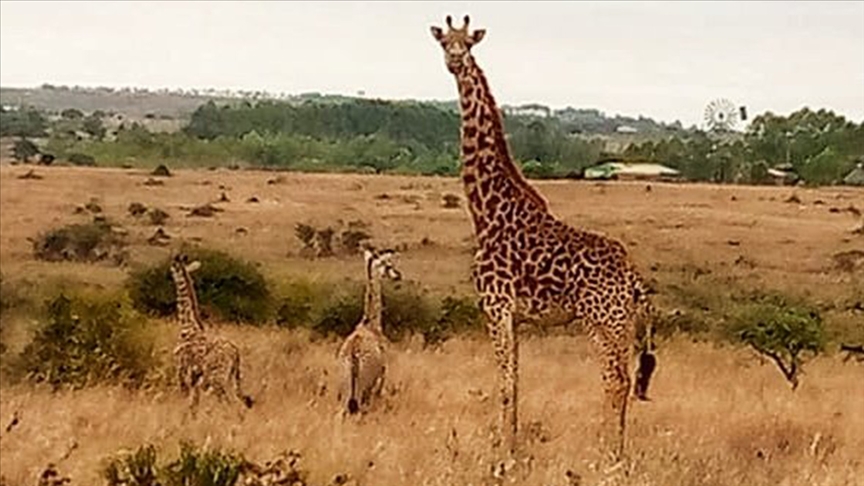 Kenya'da nesli tükenme riskiyle karşı karşıya olan zürafa ikiz doğurdu