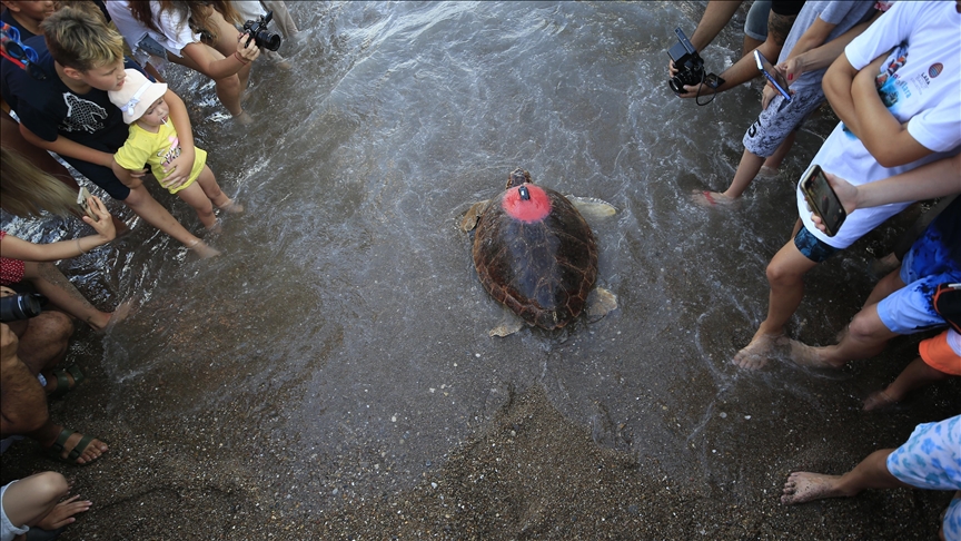 Antalya'da tedavisi tamamlanan caretta caretta uydu takip cihazı takılarak denize bırakıldı