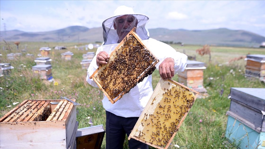 Tescilli Ardahan çiçek balında son yılların en yüksek verimi bekleniyor