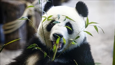 Најстарата машка панда на светот почина на 35 години