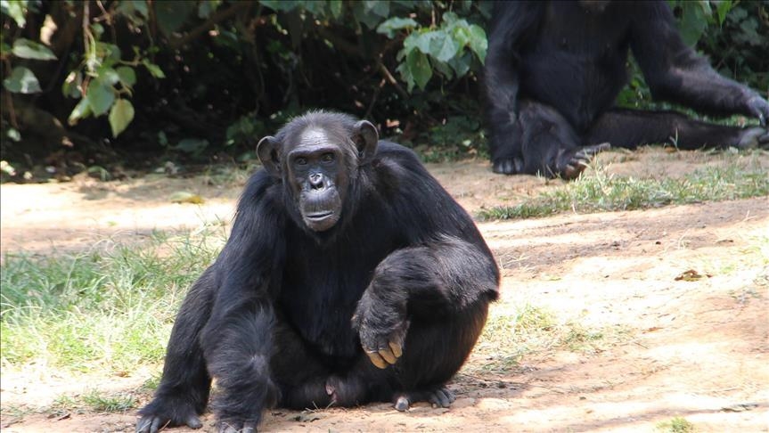 Les chimpanzés attaquent les humains pour protéger leur territoire dans les forêts ougandaises