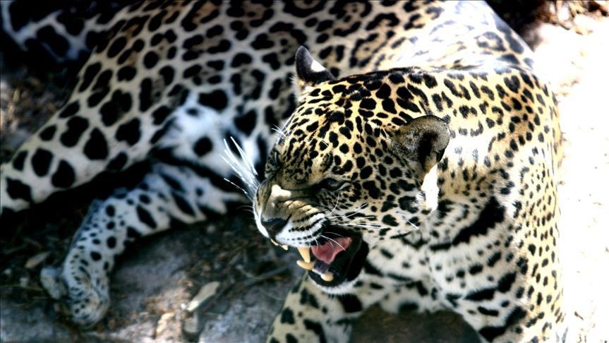 1st jaguars born in the wild in Argentine province after 70 years