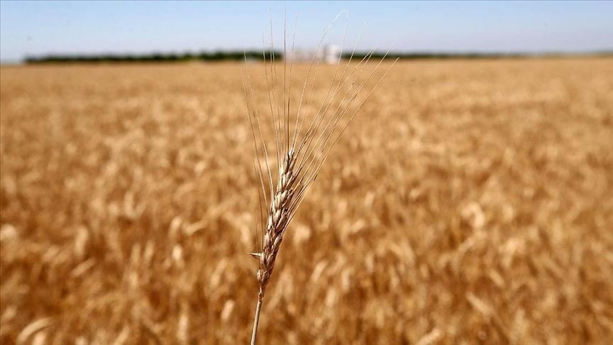 Благодаря зерновому коридору ожидается падение цен на продовольствие - Эрен