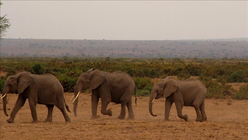 Zambia’s wildlife police kills elephant, another runs loose