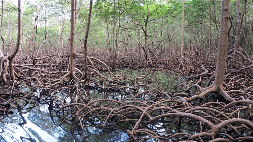 Afrique de l’Ouest : les mangroves résisteront-elles aux occurrences climatiques et anthropiques ?