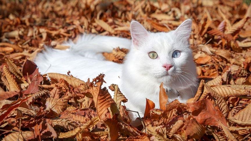 Научниот институт на Полска ги вклучи домашните мачки во категоријата „агресивен странски вид“