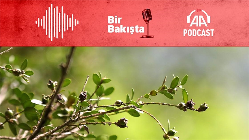 Kaçkarların yok olma tehlikesi yaşayan şimşir ağaçları nasıl kurtarıldı?