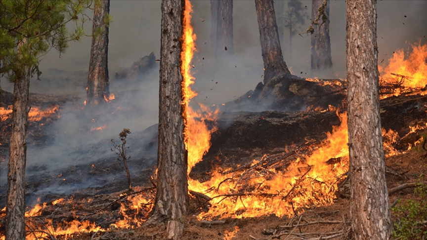 Ormanlar emdikleri karbonu yangında atmosfere geri salıyor