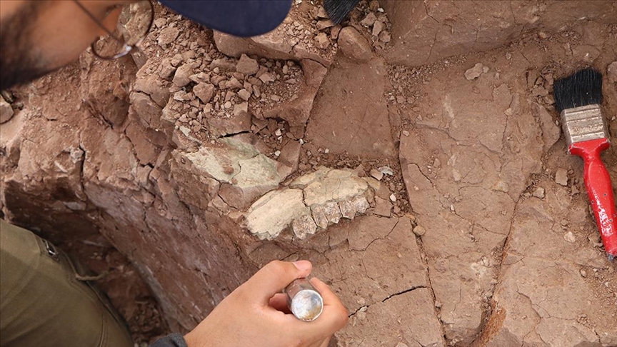 Çankırı'da Çorakyerler Omurgalı Fosil Lokalitesi kazıları başladı