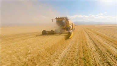 Bereketli Muş Ovası'nda 375 bin ton buğday rekoltesi bekleniyor