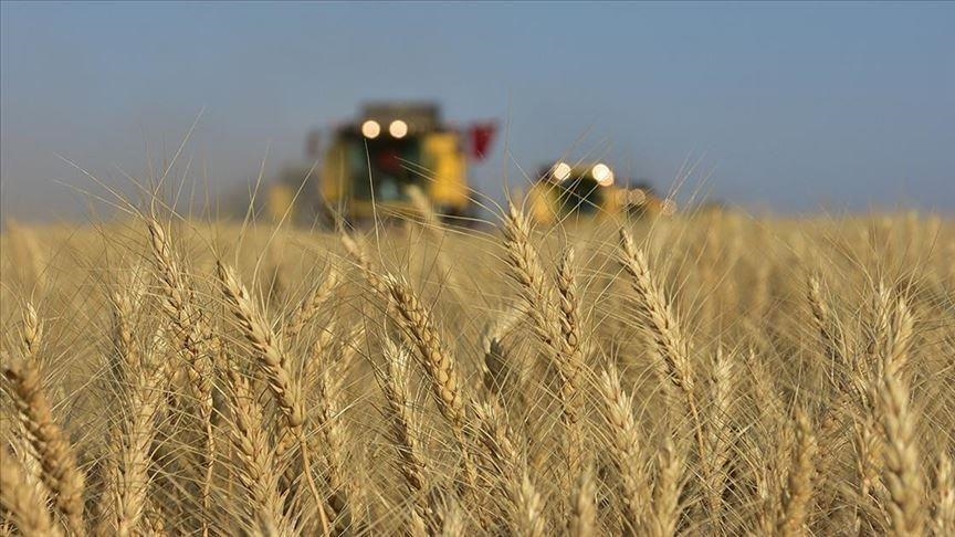 В Украине планируют собрать в 2022 году до 20 млн тонн пшеницы