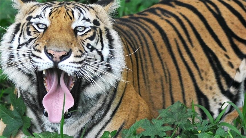 royal bengal tiger in sundarban