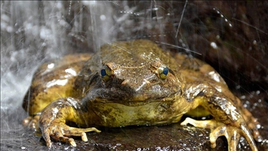 Инвазивните видови жаба бик и кафеавата змија предизвикаа глобална штета од 16,3 милијарди долари