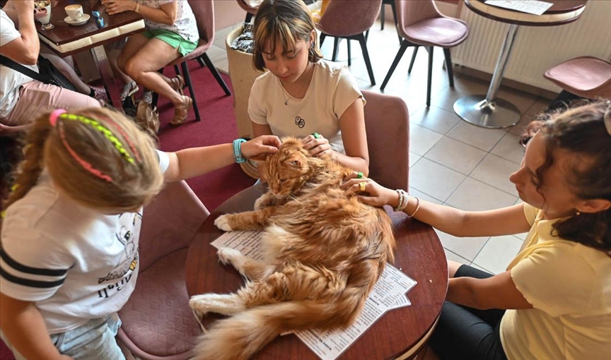 Полска: Кафуле во Краков им овозможува на гостите да се дружат со мачки
