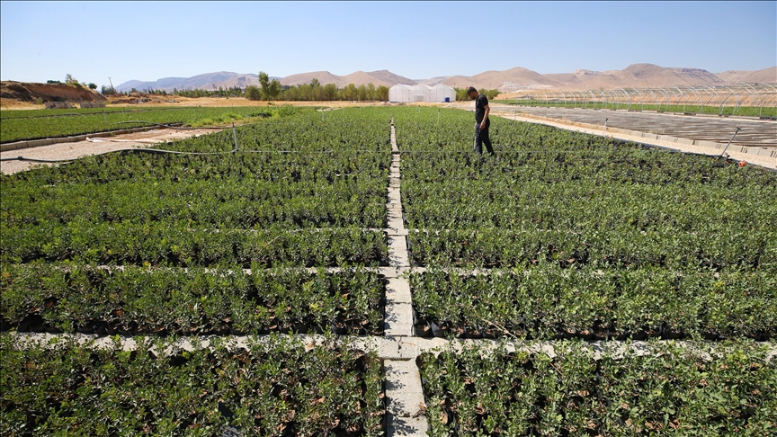 Mardin'in kıraç arazileri bıttım fidanlarıyla donatılıyor 