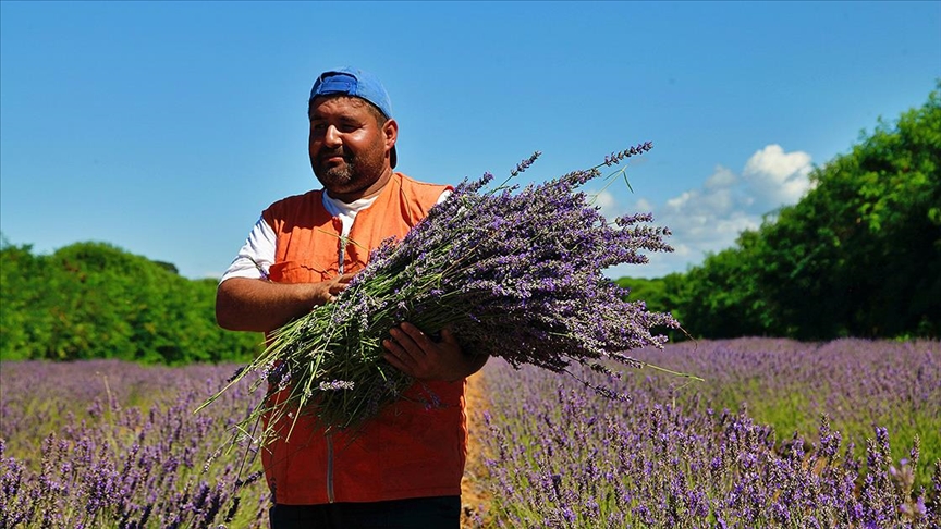 Tıbbi ve aromatik bitkilerin yetiştirildiği Sakarya Botanik Vadisi'nde hasat mesaisi